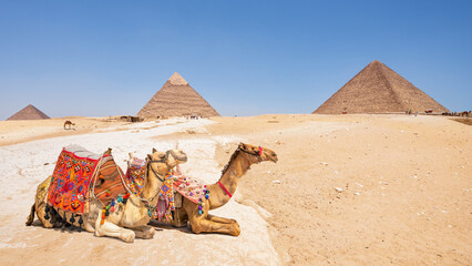 Camels with a view of the pyramids at Giza, Egypt - obrazy, fototapety, plakaty