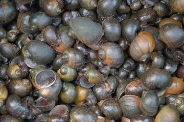 freshwater clams