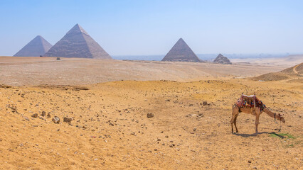 Fototapeta na wymiar A Camel with a view of the pyramids at Giza, Egypt