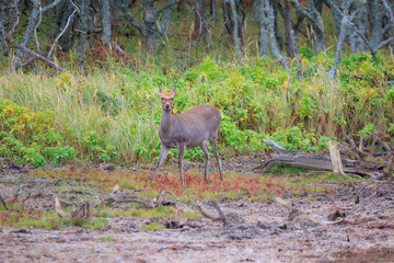 野付半島のエゾシカ「秋の北海道」