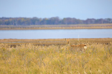 野付半島のエゾシカ「秋の北海道」