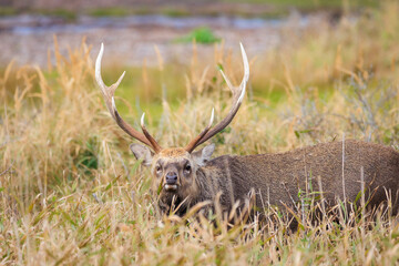 野付半島のエゾシカ「秋の北海道」