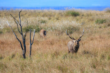 野付半島のエゾシカ「秋の北海道」