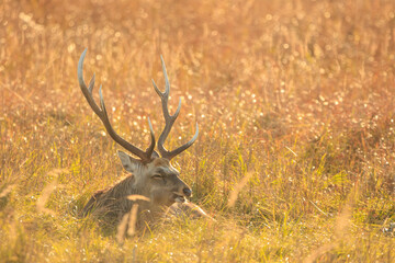 Obraz premium 夕日に染まる野付半島のエゾシカ「秋の北海道」
