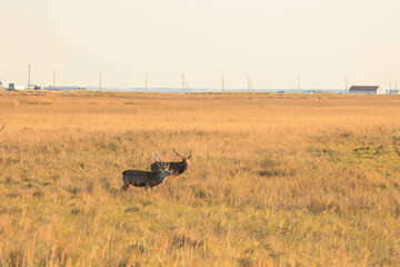 夕日に染まる野付半島のエゾシカ「秋の北海道」