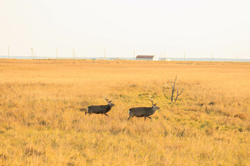 夕日に染まる野付半島のエゾシカ「秋の北海道」