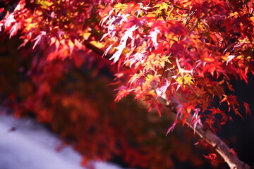 美しい秋の紅葉