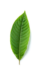 Kratom leaves green leafy plants have benefits to help reduce fat.