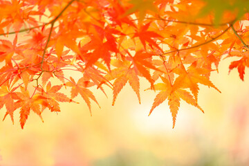 京都の秋、赤いもみじ