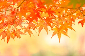 Poster 京都の秋、赤いもみじ © dragonDNA
