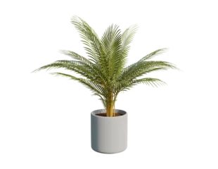 Tuinposter Yellow palm is an ornamental plant planted in cement, concrete, or ceramic pots, rendering 3d illustration png file © WIROT