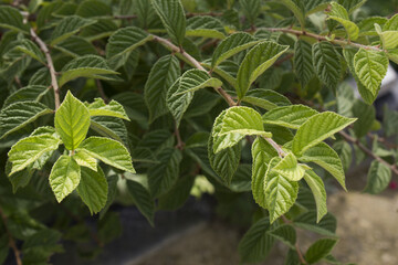 close up cherry tree leaves