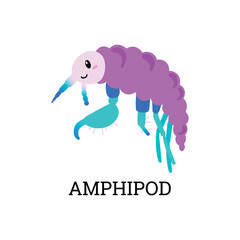 Amphipod sea plankton microorganism or animal flat vector illustration isolated.
