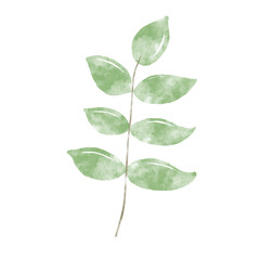 Green leaf watercolor illustration.