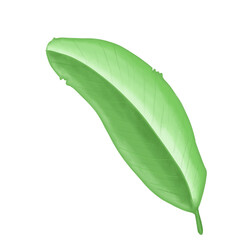 Obraz premium Green leaf watercolor illustration.