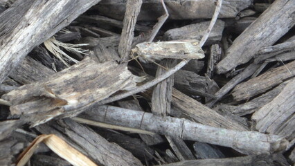 A small moth on wood chips