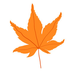 Maple leaf watercolor illustration.