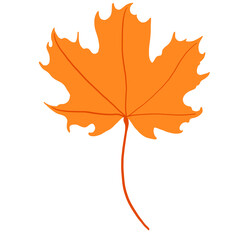 Obraz premium Maple leaf watercolor illustration.