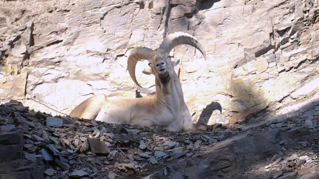 West caucassian tur scratching itself in rocky scenery, slow motion
