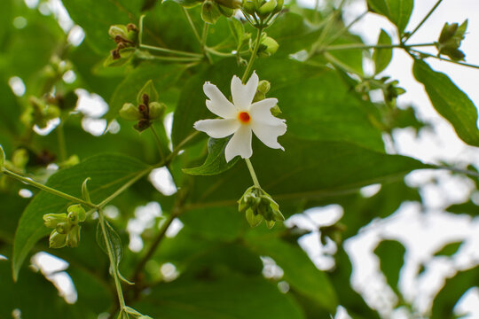 Nyctanthes arbor-tristis, the night-flowering jasmine or Parijat or hengra bubar or Shiuli flower display with blur nature background.