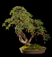 Japanese bonsai tree decoration