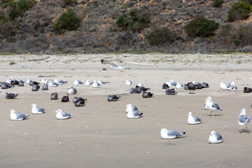 Birds relaxing on the hot beach