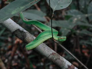 Green Tree Snake origin from Sumatera, Indonesia on wood 2