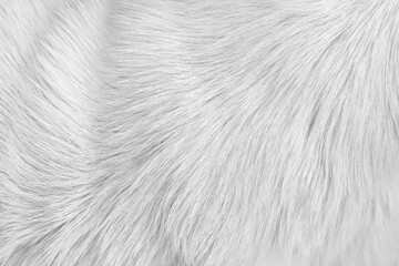 Fur dog with soft smooth texture white grey background