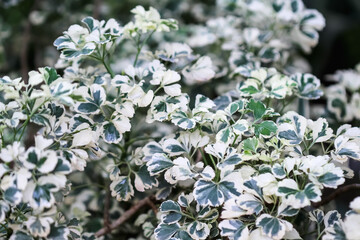 Polyscias (Ming Aralia) leaf plant bloom in garden natural background