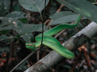 Green Tree Snake origin from Sumatera, Indonesia on wood.