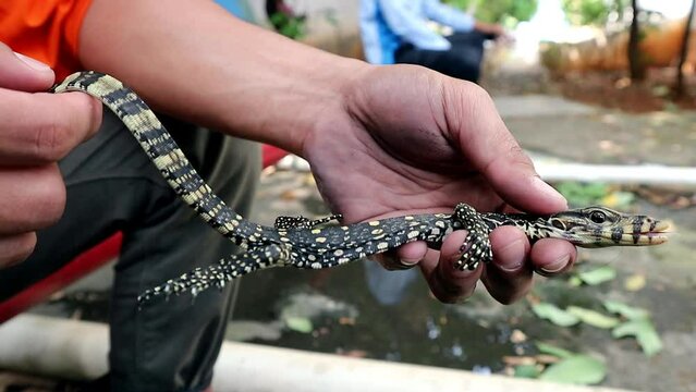 Small size monitor lizard (biawak) caught by humans