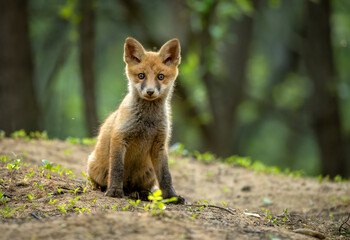 Cute young red fox in the forest ( Vulpes vulpes )