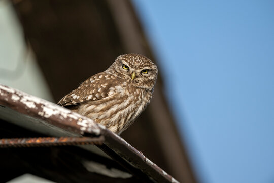 Little owl ( Athene noctua ) close up