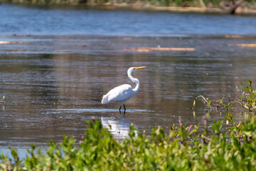 An Egret on the hunt.