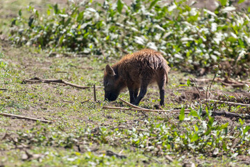 Baby Boar Piglet foraging in the mud