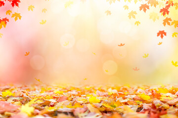 Fallen colorful autumn leaves background, Sunny fall afternoon 
