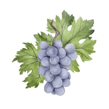 Blue grape watercolor illustration. Food composition. Isolated clipart element on white background.