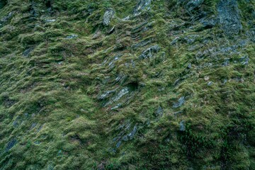 Stone covered with green moss
