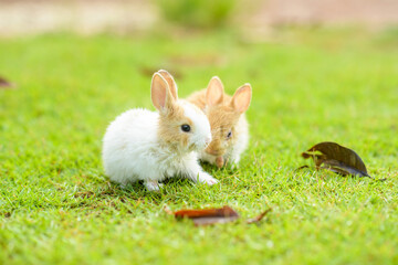Little rabbits or baby rabbits on the green grass