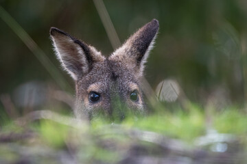 Wild swamp wallaby (Wallabia bicolor) portrait, Victoria, Australia