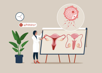 Medical specialist studying donor inner organ.  Abstract concept of Vector set of male and female reproductive system. Seminar, lecture, healthcare meeting concept.