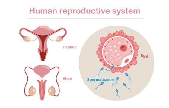 Human reproductive system anatomy. Vector set of male and female reproductive system isolated on white background. Spermatozoon, floating to ovule vector.