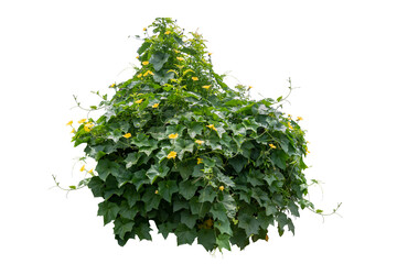 Flower vine bush tree isolated t on white background. © seesulaijular