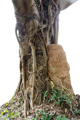 A forest tree with large vines climbing and wriggling on isolated on white background with clipping path.