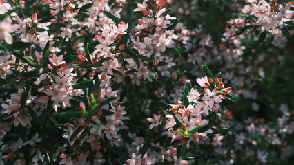 Wild prink spring flowers blooming with bee