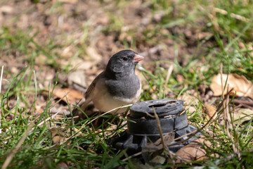 A Dark-Eyed Junco on the grass.