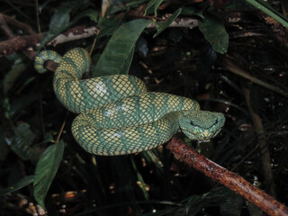 A snake on the branch