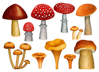 Watercolor drawing of mushrooms. A set of wild mushrooms: fly agarics, aspen, honey mushrooms, Chanterelle, Russula, Boletus. Made manually. PNG format