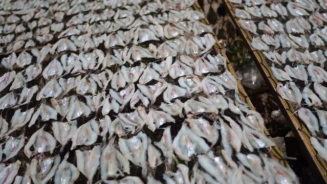 Fresh fish are placed on plastic net under sunlight to keep the fish dry. Making ikan tipis in Tarakan, Indonesia.