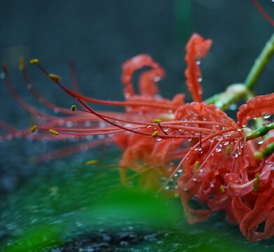 彼岸花 Images Browse 21 844 Stock Photos Vectors And Video Adobe Stock